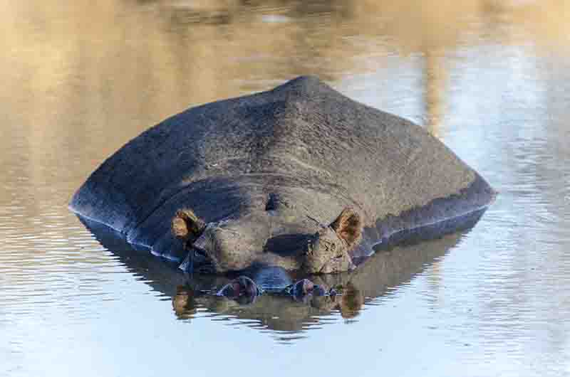 67 - Hipopotamo - parque nacional Kruger - Sudafrica
